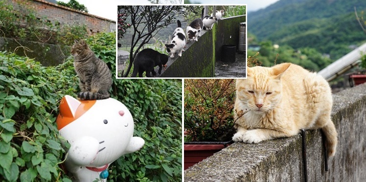 ‘Houtong’ หมู่บ้านในไต้หวัน มี ‘แมวมากกว่าคน’ นี่มันสวรรค์ของทาสแมวชัดๆ