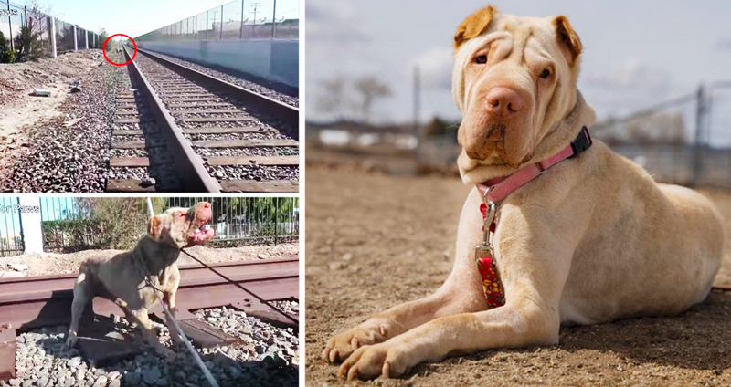 สุนัขถูกทิ้ง อาศัยรางรถไฟเป็นบ้าน ไม่ยอมให้ใครเข้าใกล้ แต่แล้วความรักก็ทำให้มันใจอ่อน