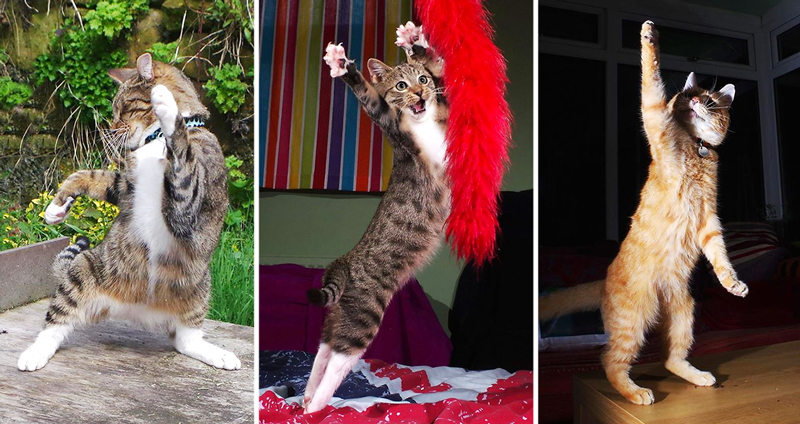 เหล่าแมวผู้รัก ‘การแดนซ์’ เป็นชีวิตจิตใจ กับลีลาการเต้นที่บอกเลยว่าไม่ธรรมดา