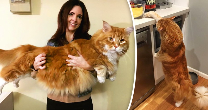 หญิงสาวซื้อลูกแมวมาเลี้ยง แต่มันกลับโตเป็น ‘แมวตัวใหญ่ที่สุดในโลก’ นี่ยังโตไม่สุดนะ