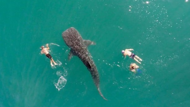 ตื่นตาตื่นในเมื่อ “ฉลามวาฬ” ปรากฏตัวบนผิวน้ำ แถมว่ายน้ำไปพร้อมๆ มนุษย์ด้วย