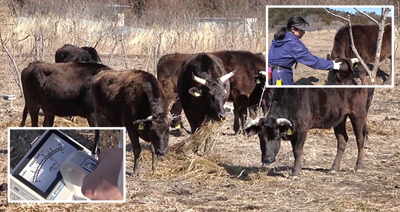 สาวรักสัตว์เสี่ยงชีวิตตนเอง เพื่อดูแลวัวที่ถูกทอดทิ้ง ในพื้นที่ปนเปื้อนกัมมันตรังสี…