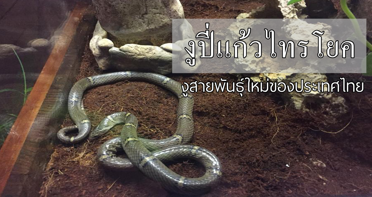 ค้นพบงูสายพันธุ์ใหม่ของโลก ‘งูปี่แก้วไทรโยค’ พบได้เฉพาะพื้นที่ประเทศไทย