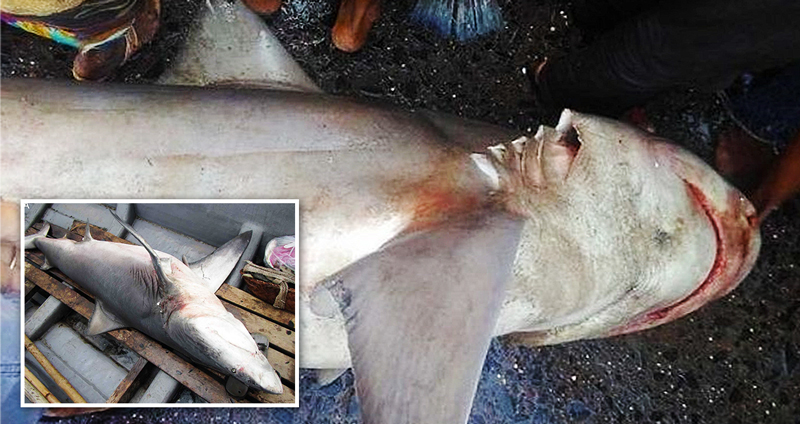 ฉลามน้ำจืดหายาก “ฉลามแม่น้ำคงคา” ถูกพบเป็นครั้งแรกในรอบ 10 ปี……ที่ตลาด