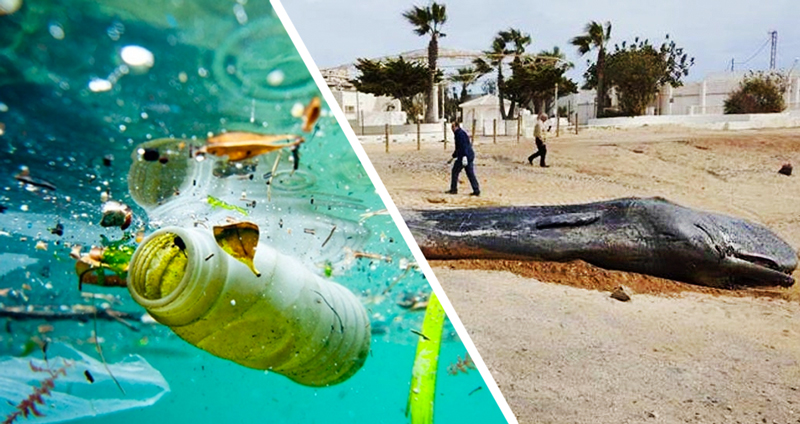พบวาฬเกยตื้นบนหาดในสเปน ผ่าท้องพบเศษพลาสติกมากถึง 29 กิโลกรัม!?