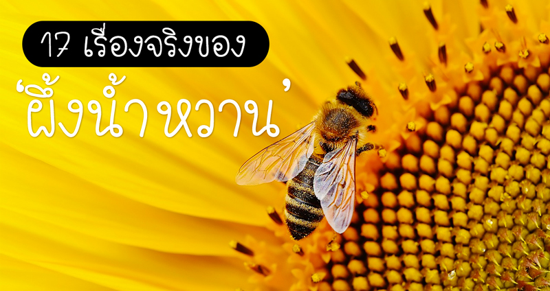 อึ้งเหมือนโดนผึ้งต่อย 17 เรื่องจริงที่คุณอาจจะไม่เคยรู้ของ “ผึ้ง” สัตว์ใกล้ตัวของพวกเรา