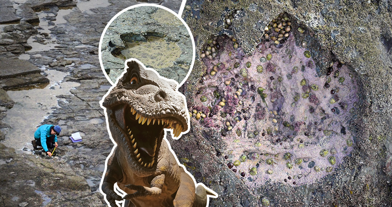ทีมสำรวจค้นพบรอยเท้าของไดโนเสาร์ดึกดำบรรพ์ คาดว่าเป็นบรรพบุรุษของ ‘ทีเร็กซ์’