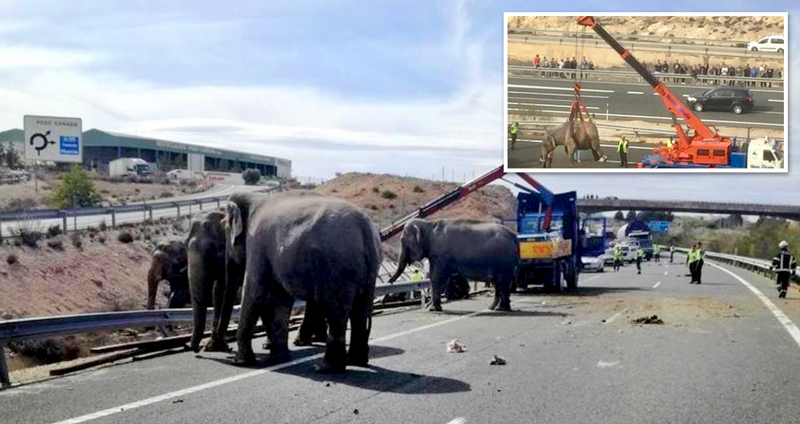 อุบัติเหตุในสเปน ทำให้ช้างหลายเชือกหลุดออกมาจนต้องปิดถนนกันยกใหญ่