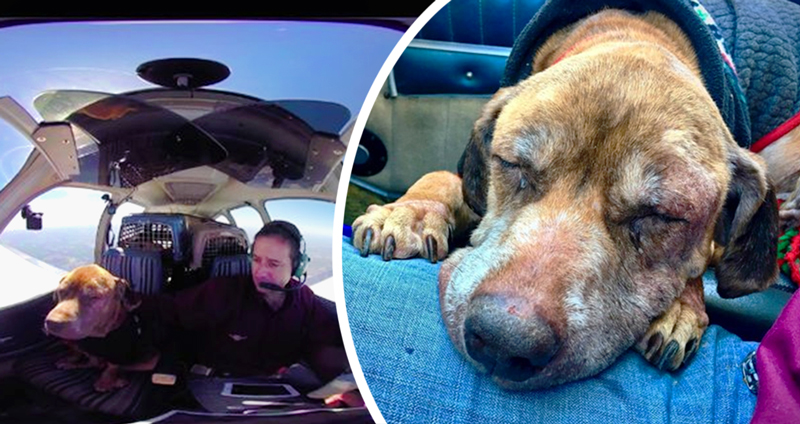 นักบิน ‘ส่งสุนัขสูงวัยไปยังบ้านอุปถัมภ์’ เพื่อให้มันได้ใช้เวลาที่เหลืออย่างมีความสุขที่นั่น