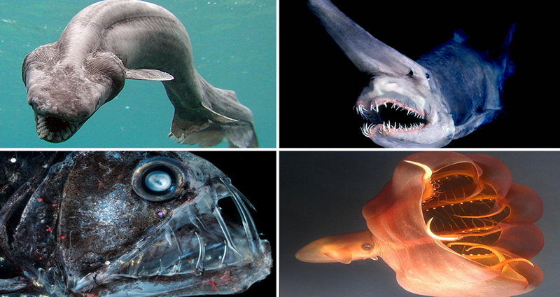 18+1  สัตว์ทะเลน้ำลึกสุดหลอนที่จะมาทำให้คุณรู้สึก “กลัว” ในครั้งหน้าที่ไปเที่ยวทะเล