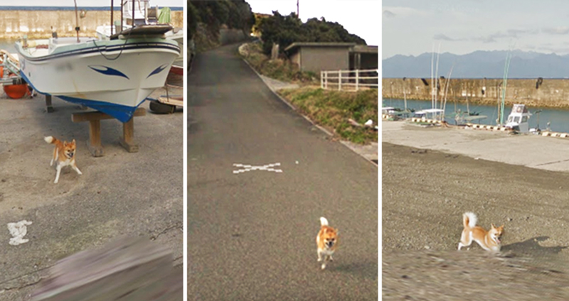 เจ้าถิ่น 4 ขาหวงเรือ ไล่เห่ารถ Google Street ตลอดทาง แม้จะไปไกลแค่ไหนก็ไม่ปล่อย!!