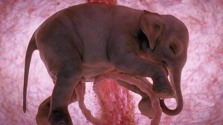 26 ภาพของสัตว์โลกตอนอยู่ในท้องแม่ ที่หลายคนไม่เคยเห็น อ๋อ มันเป็นแบบนี้นี่เอง