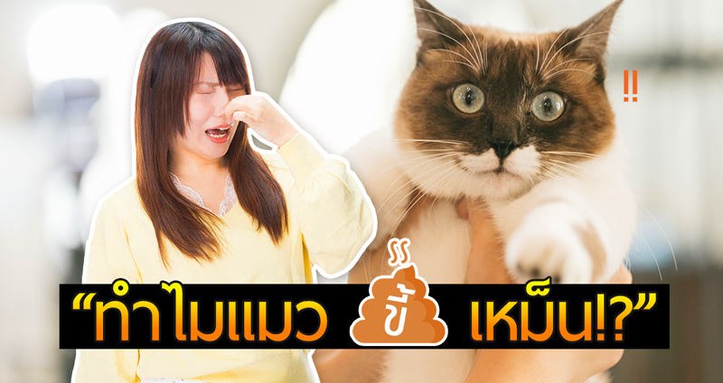นักวิทย์ญี่ปุ่นออกมาแจ้ง สาเหตุที่อึแมวมีกลิ่นเหม็น แท้จริงแล้วเพราะกำมะถัน