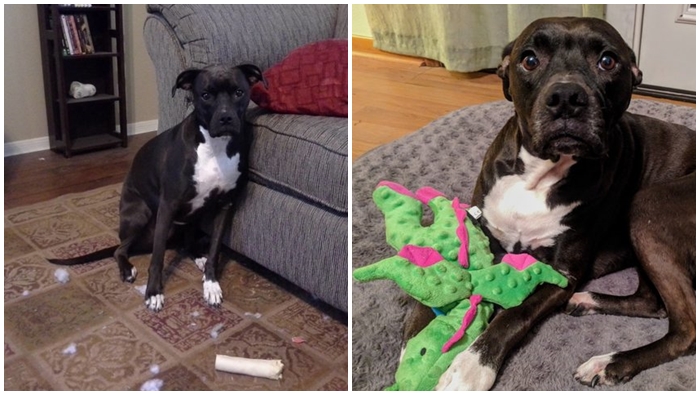 หมาทำลายของเล่นทุกชิ้นนาน 7 ปี จนมีของเล่นชิ้นหนึ่งทำให้มันเปลี่ยนไป
