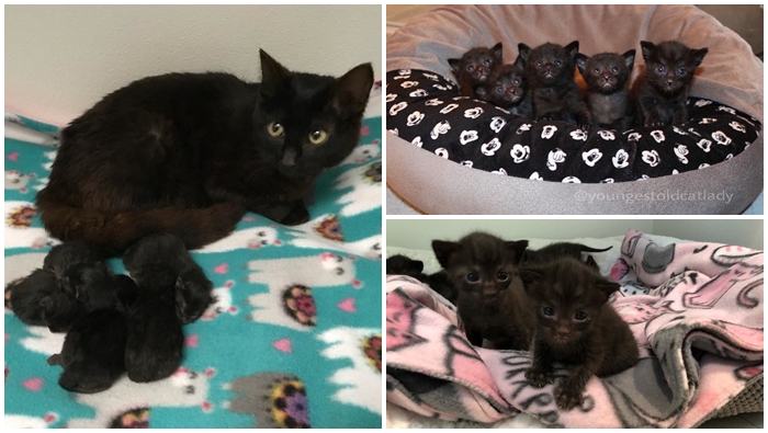 สาวช่วยแมวดำมา 1 ตัว มารู้ทีหลังว่ามีลูกอีก 5 ชีวิตอยู่ในท้องมันด้วย