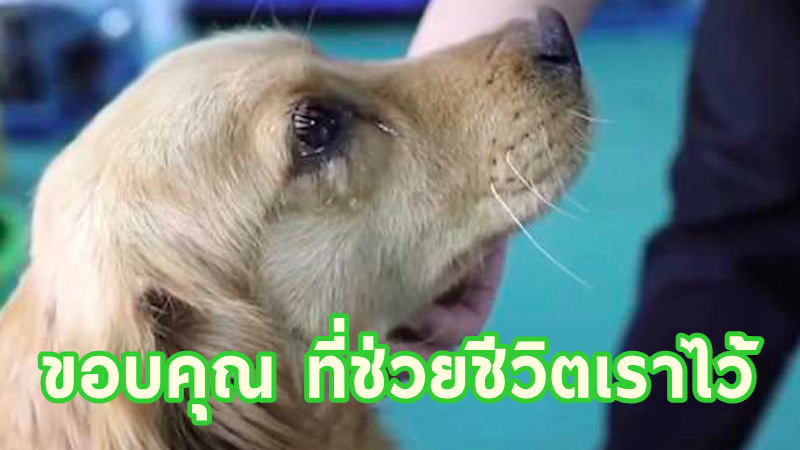 เจ้าหมาโกลเด้นน้ำตาไหลพราก หลังถูกช่วยชีวิตเอาไว้ ไม่ต้องไปเป็นก้อนเนื้อในจีน