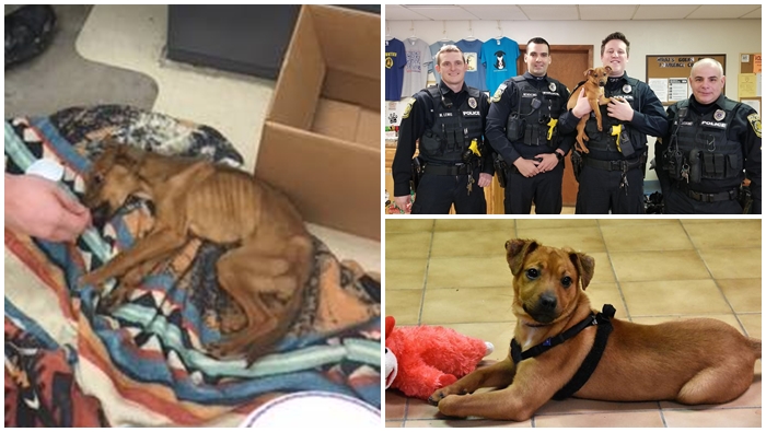 ตำรวจช่วยลูกสุนัขผอมโซจากห้องที่ถูกล็อก ด้วยความรักเลยพามันกลับไปดูแลที่บ้าน