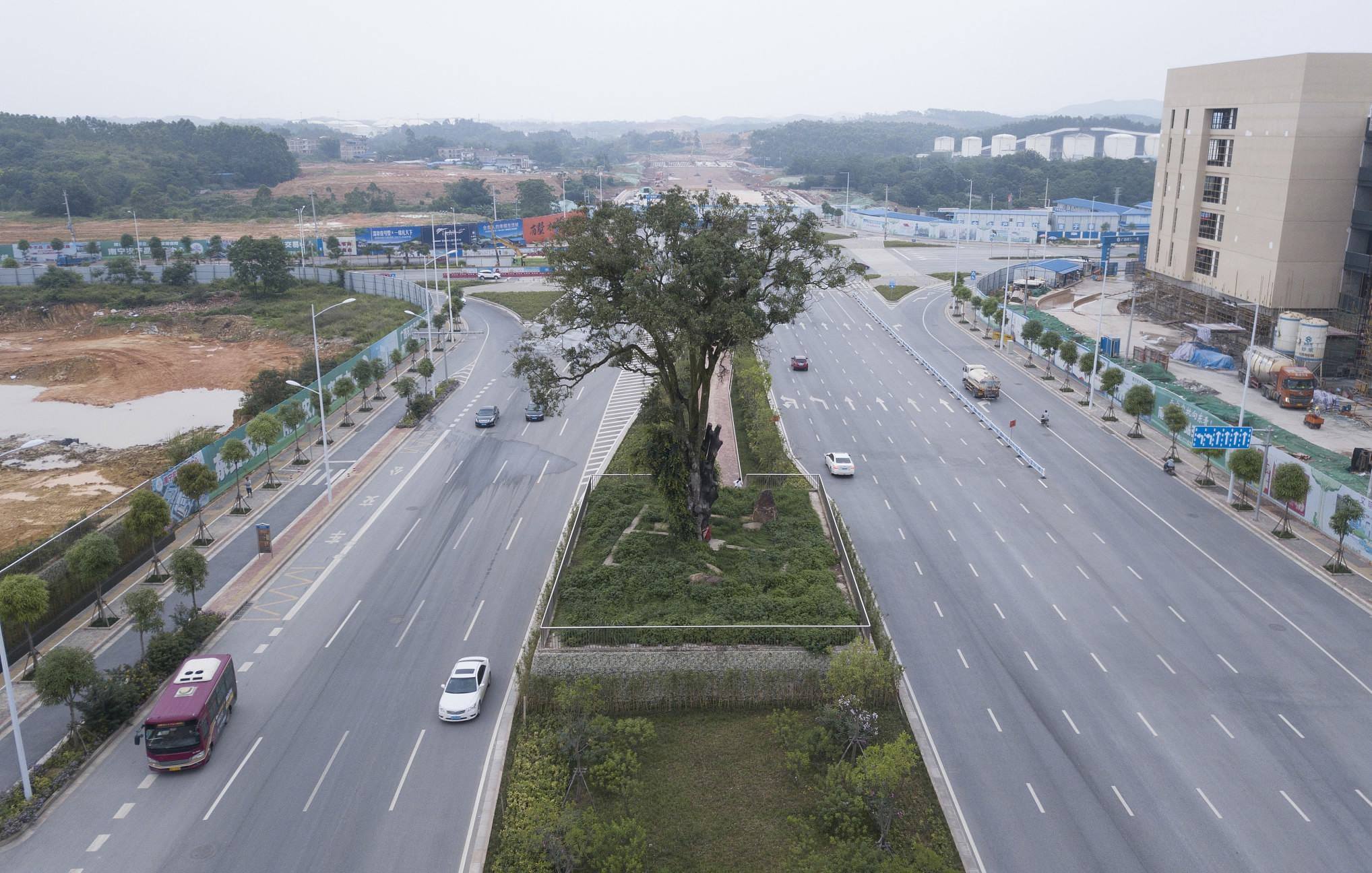 จีนเลือกที่จะสร้างถนนแคบลง เพราะไม่อยากไปตัดต้นอัลมอนด์เก่าแก่อายุ 402 ปี