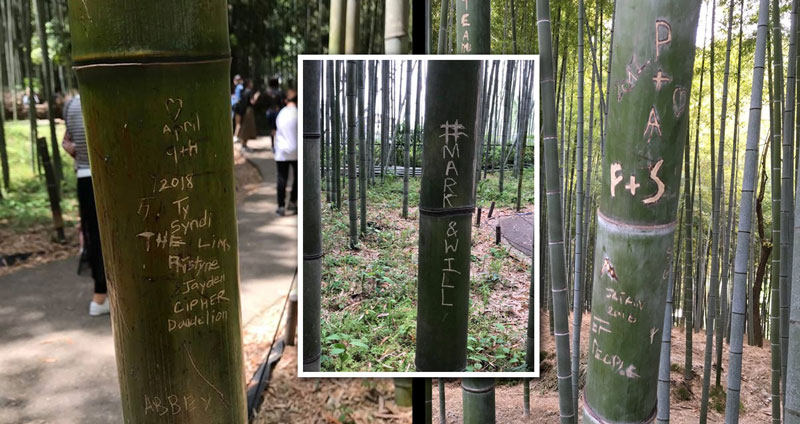 ชาวญี่ปุ่นโอด…นักท่องเที่ยว ‘แกะสลัก’ ต้นไผ่ ในป่าไผ่อาราชิยามะ เจ้าหน้าที่ต้องจำใจตัดทิ้ง