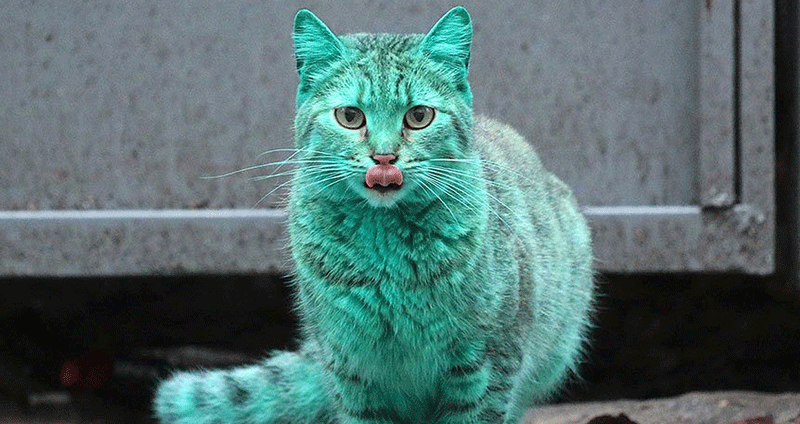 แมวจรจัดปนอนกลิ้งในกองผงสีจน ‘ตัวกลายเป็นสีเขียว’ นึกว่าแมวสายพันธุ์ใหม่