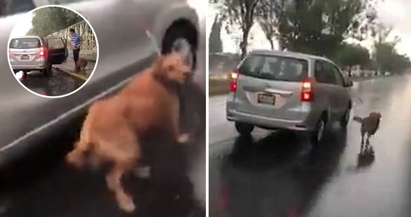“มันวิ่งต่อไปไม่ไหวแล้ว” หนุ่มมัดเชือกสุนัขไว้กับรถ แล้วลากไปตามทางในวันฝนพรำ