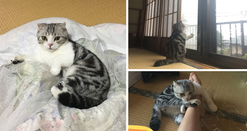 ห้องพักญี่ปุ่นนำเสนอ ออปชั่นพิเศษ ‘แมวเช่า’ สำหรับทาสแมวที่ไม่มีแมวมาอยู่ด้วย