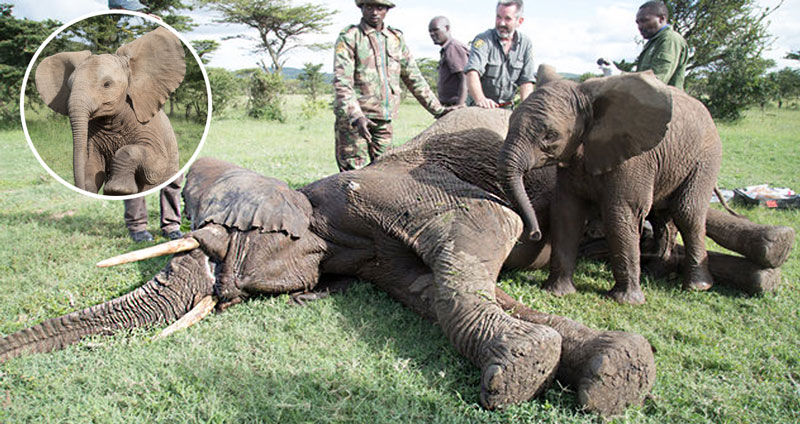 ช้างน้อยเป็นห่วงพี่ เฝ้าสัตวแพทย์ตลอดการรักษาเพื่อให้มั่นใจว่าพี่ชายปลอดภัย