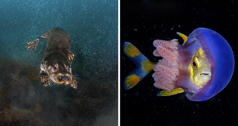 พักสมอง~ ชมความงดงามของ “ภาพถ่ายใต้น้ำ” จากการประกวดภาพถ่ายในปี 2018