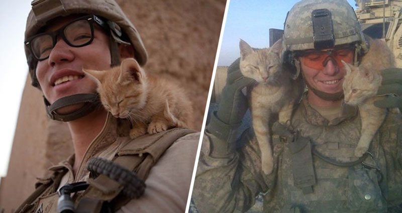 25 ภาพสุดน่ารักของ ‘ทหาร VS แมวเหมียว’ ที่กลายเป็นเพื่อนรักกันในสนามรบ