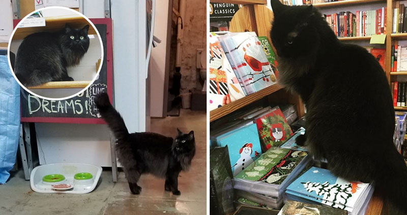 ‘Spike’ เจ้าเหมียวตัวดำ ยึดร้านหนังสือเป็นบ้าน และอยู่ในนั้นมา 11 ปีแล้ว