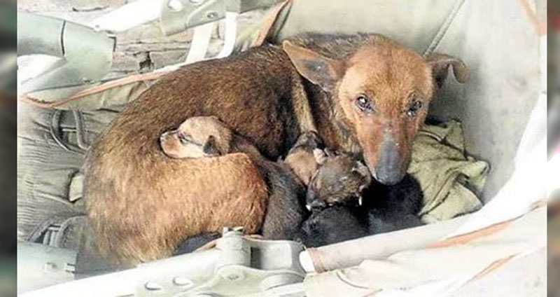 ‘หมาจรจัด’ ผู้มีใจเมตตา ช่วย ‘ทารกถูกทิ้ง’ มอบความอบอุ่นให้ จนเขารอดชีวิต