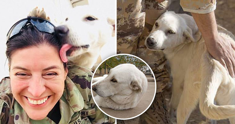 หมาเก็บอาการดีใจไว้ไม่อยู่ เพราะได้เจอทหารหญิงที่ช่วยมัน หลังไม่ได้เจอกัน 16 เดือน