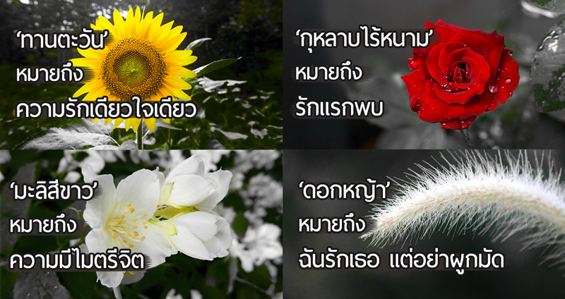ภาษาดอก….ไม้ 10 ความหมายของดอกไม้แต่ละประเภท คุณก็จะกลายเป็นคนโรแมนติกได้ง่ายๆ