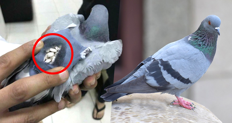 ตำรวจคูเวตพบยาอี 178 เม็ดบนหลังของนกพิราบที่บินมาจากอิรัก นี่มันพิราบส่งยาชัดๆ