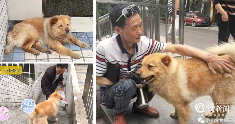 หมาแก่จงรักภักดี มาส่งเจ้าของที่สถานีรถไฟทุกวัน แล้วนั่งรอจนเขาเดินทางกลับบ้าน