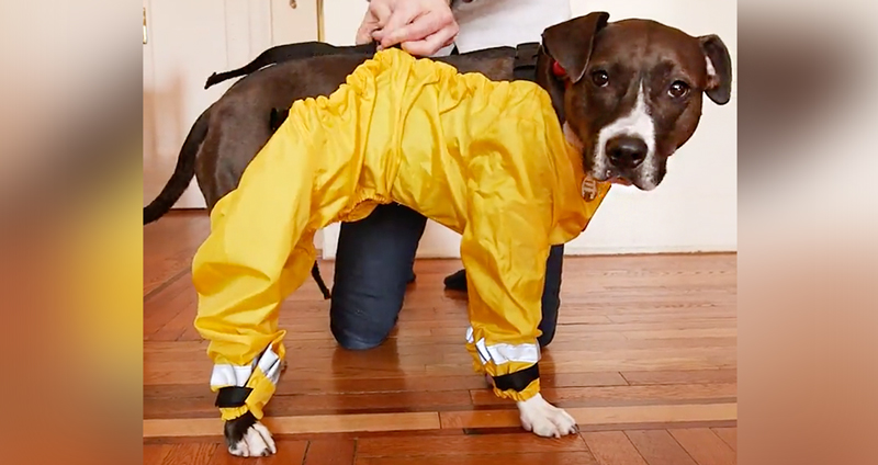 ‘เสื้อกันเปื้อนหมา’ นวัตกรรมใหม่ ที่จะช่วยปกป้องน้องหมาของทุกคนจากความสกปรก