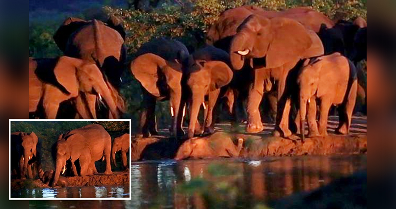โขลงช้างสามัคคี ร่วมมือกันช่วยลูกช้าง ที่พลัดตกลงไปในบ่อน้ำจนขึ้นมาเองไม่ได้