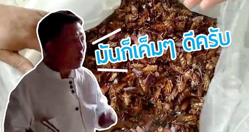 “มันก็เค็มๆ ดีครับ” เจ้าของฟาร์มแมลงสาบ ชิมโชว์ให้ดูว่าสะอาดจริง ขายได้โลละ 3,000