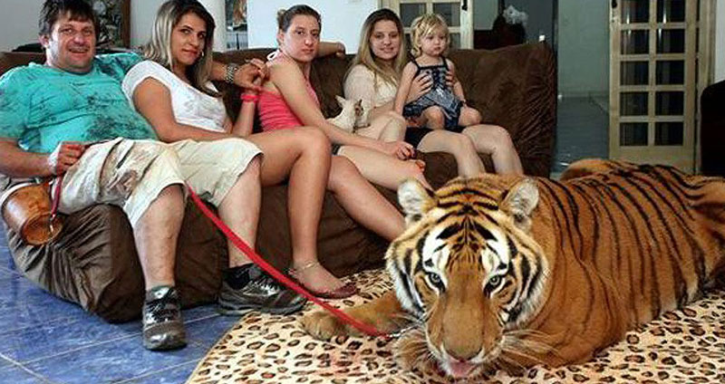 ครอบครัวอยู่ร่วมกับเสือ 7 ตัว นานกว่า 8 ปี และรักพวกมันเหมือนคนในครอบครัว…