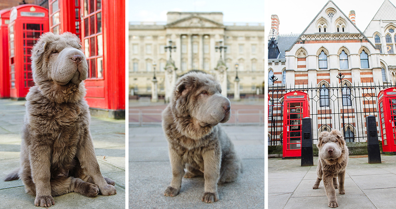 ลูกหมาชาเป่ยขนหมีน่าฟัด พาชมความสดใสเมืองลอนดอน งานนี้ความน่ารักมาเต็มๆ
