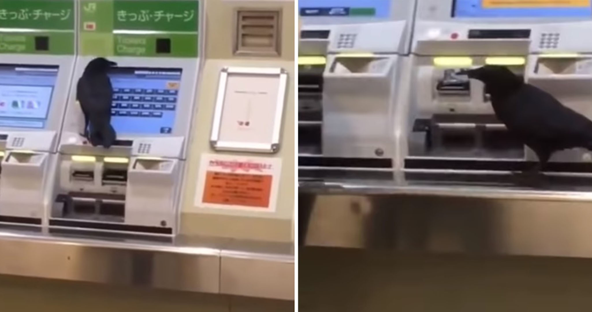 ฉลาดเกินไปแล้ว!! ชาวญี่ปุ่นแชร์คลิปอีกาขโมยบัตรเครดิตมนุษย์เพื่อซื้อตั๋วรถไฟ!?