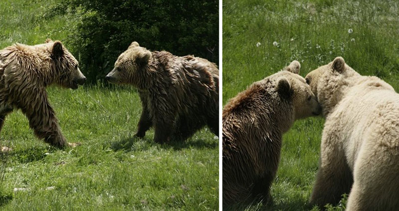 2 หมีผู้โดดเดี่ยวถูกช่วยออกมาจากกรงแคบเหมือน ‘ตกหลุมรักกัน’ ตั้งแต่แรกเห็น