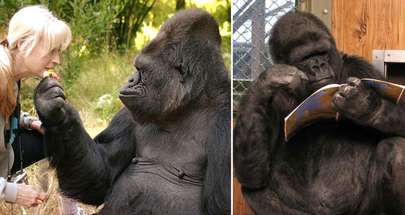 กอริลล่าชื่อดัง Koko ที่สื่อสารภาษามือได้กว่า 1,000 คำ จากโลกนี้ไปซะแล้ว