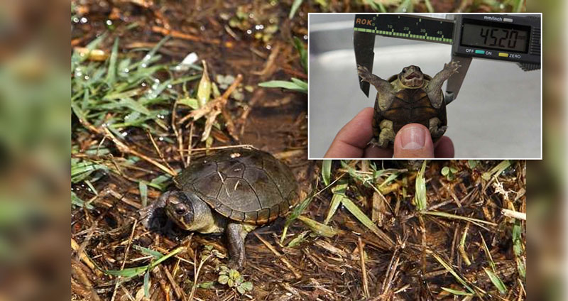 นักวิทย์ค้นพบเต่าพันธุ์เล็กที่สุดในโลก จริงๆ มีนานแล้ว แต่คนเข้าใจผิดว่าเป็นลูกเต่า