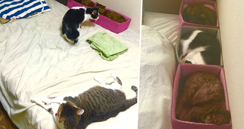 ทาสแมวญี่ปุ่นปิ๊งไอเดีย ค้นพบวิธีป้องกันไม่ให้เจ้านายเหมียวมาแย่งที่นอนของทาสแล้ว