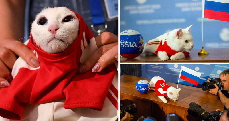 แมวหูหนวกทำนายผลบอลโลกแมตช์แรก รัสเซีย-ซาอุดีอาระเบีย แม่นอย่างกับตาเห็น