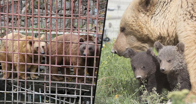 มนุษย์ช่วยแม่หมีที่ถูกขังนาน 10 ปี มันเลยคลอดลูก 2 ตัวเป็นการเซอร์ไพรส์