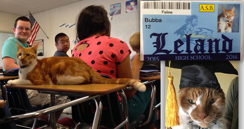 ‘แมวส้ม’ ไปโรงเรียนทุกวัน จนได้รหัสประจำตัวนักเรียน แถมจบการศึกษาด้วย