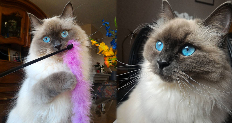 ‘Mona’ แมวไซบีเรียนตากลมโตสดใสสีฟ้า จะมาทำให้ทุกคนที่ได้สบตาหลงรักมัน