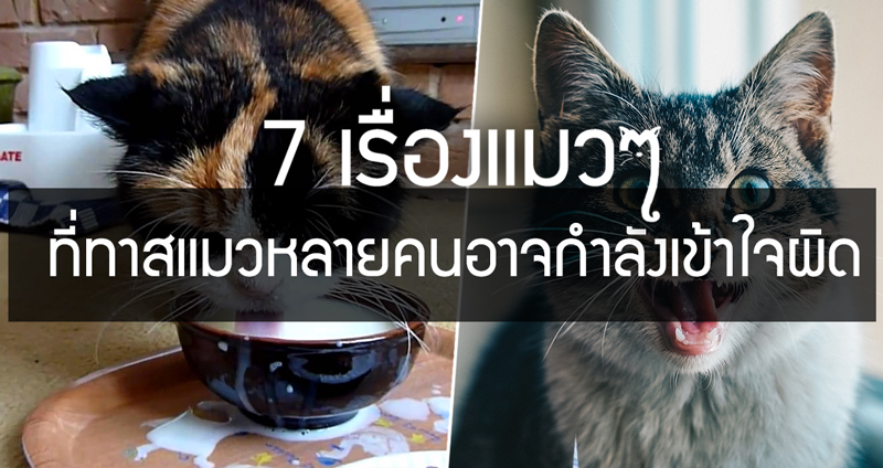 7 เรื่องแมวๆ ที่ทาสแมวหลายคนอาจกำลังเข้าใจผิดอยู่ จะเป็นทาสต้องรู้ให้จริง